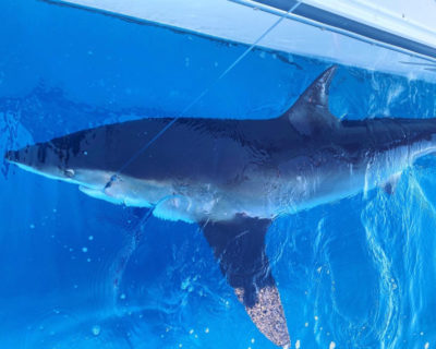 shark fishing in Destin Florida
