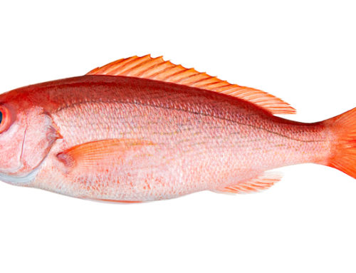 Discover the Vermilion Snapper: Your Ultimate Guide to this Extraordinary Fish