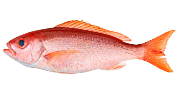 Vermilion Snapper: Your Ultimate Guide to this Extraordinary Fish