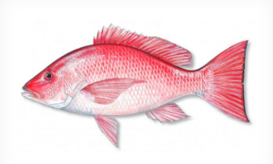 red snapper