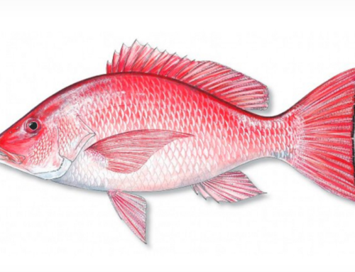 Unlocking the Secrets of Red Snapper Fishing in Destin, FL with Expert Tips & Prime Seasons