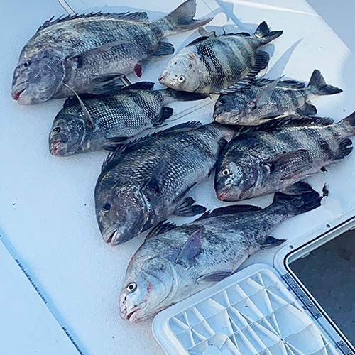 sheepshead destin fl fishing inshore blue seas