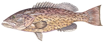 Gag Grouper fish